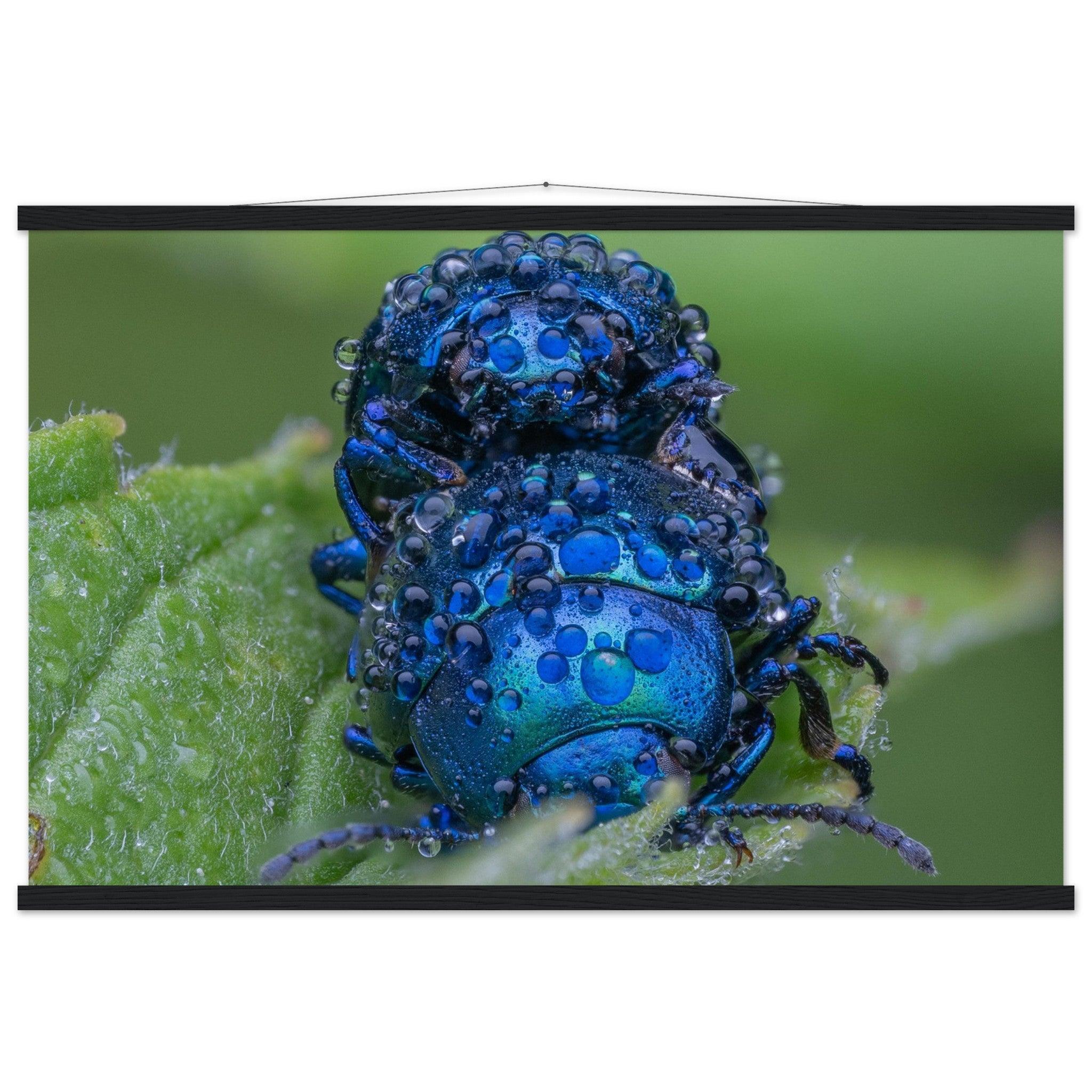 Himmelblaue Blattkäfer im Tau - Printree.ch Auge, Blume, erstaunliche natur, Farbe, farbig, Fauna, Fliege, Frühling, grün, im Freien, Insekt, Käfer, Macro, Makro, Nahaufnahme, Natur, Naturschönheit, natürlich, Pflanze, schön, Sommer, Tierwelt, Tilmann Schnyder, Umwelt, wild, Wildtiere