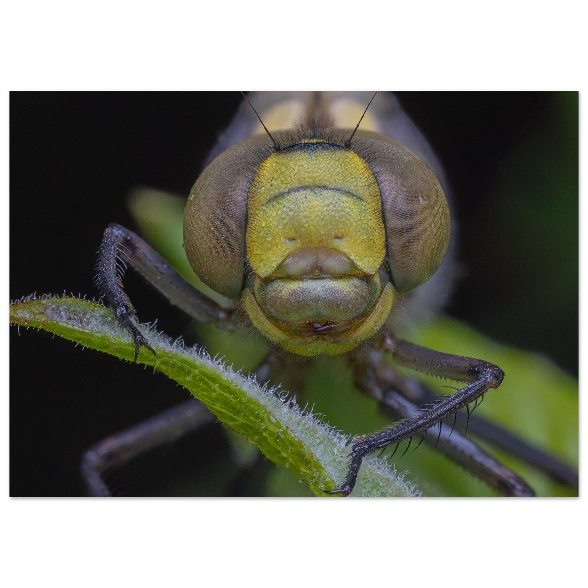 Grosse Königslibelle - Printree.ch Auge, Blume, erstaunliche natur, Farbe, farbig, Fauna, Fliege, Frühling, grün, im Freien, Insekt, Käfer, Macro, Makro, Nahaufnahme, Natur, Naturschönheit, natürlich, Pflanze, schön, Sommer, Tierwelt, Tilmann Schnyder, Umwelt, wild, Wildtiere