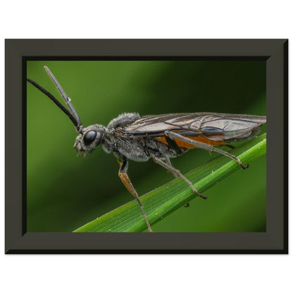 Lauernde Blattwespe - Printree.ch Auge, Blume, erstaunliche natur, Farbe, farbig, Fauna, Fliege, Frühling, grün, im Freien, Insekt, Käfer, Macro, Makro, Nahaufnahme, Natur, Naturschönheit, natürlich, Pflanze, schön, Sommer, Tierwelt, Tilmann Schnyder, Umwelt, wild, Wildtiere