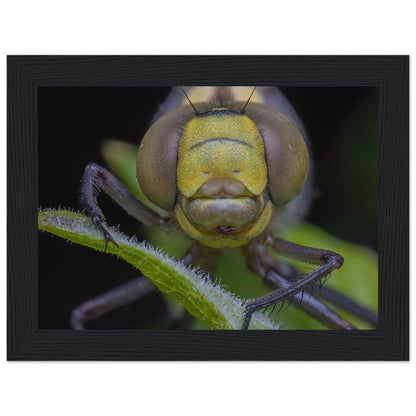 Grosse Königslibelle - Printree.ch Auge, Blume, erstaunliche natur, Farbe, farbig, Fauna, Fliege, Frühling, grün, im Freien, Insekt, Käfer, Macro, Makro, Nahaufnahme, Natur, Naturschönheit, natürlich, Pflanze, schön, Sommer, Tierwelt, Tilmann Schnyder, Umwelt, wild, Wildtiere