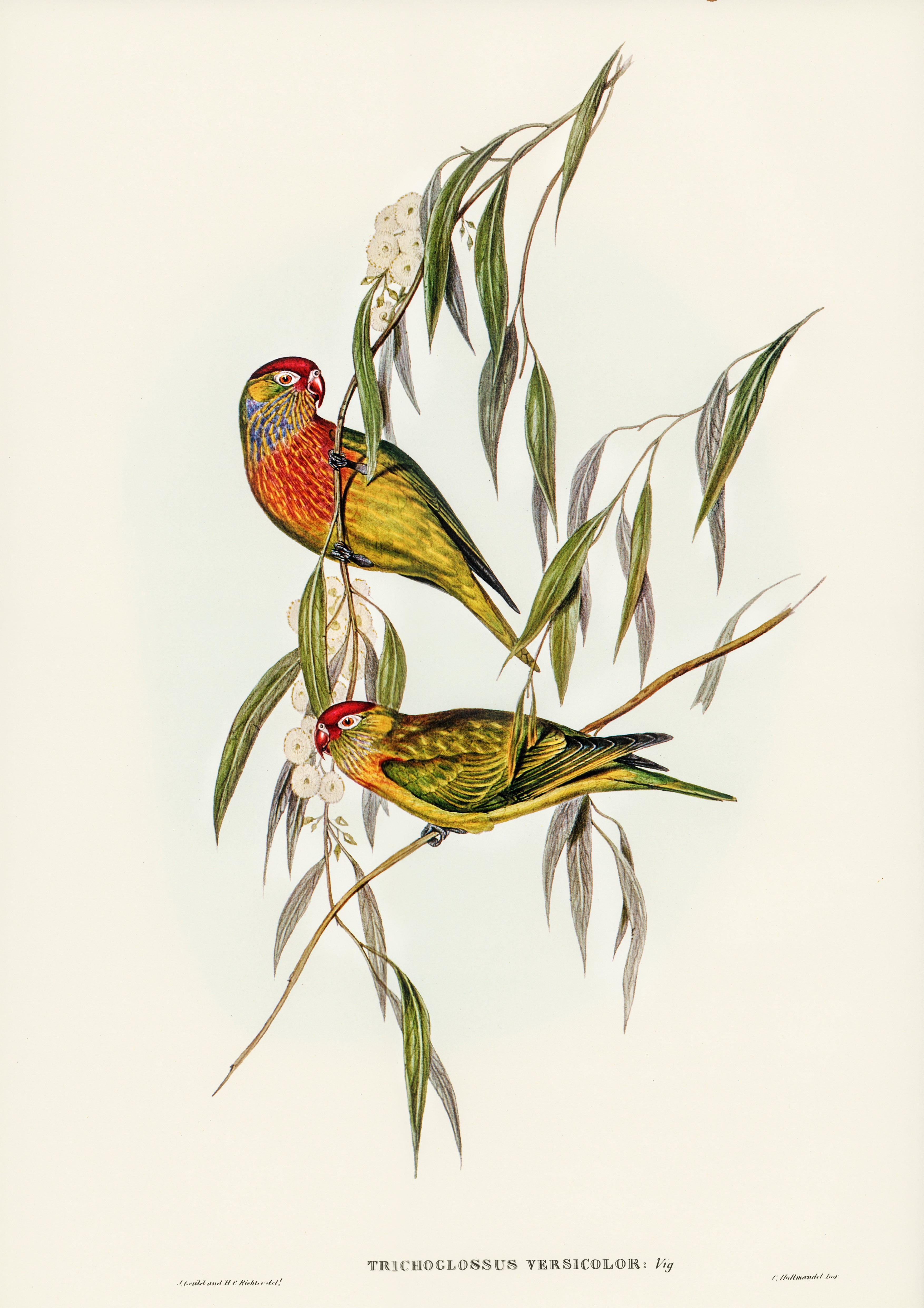 Abwechslungsreicher Lorikeet (Trichoglossus versicolor), illustriert von Elizabeth Gould - Printree.ch farbenfroh, handgezeichnet, john gould, Ornithologie, Poster, Singvogel, vintage, Vogel