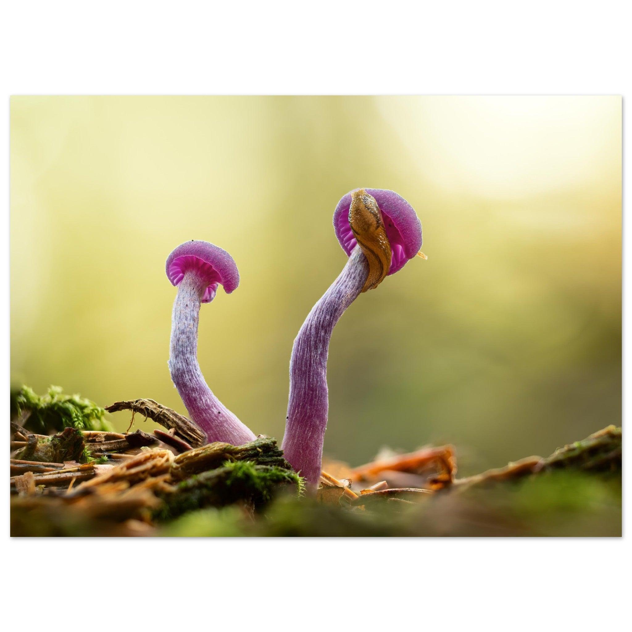 Amethystfarbene Pilze und ein Besucher - Printree.ch Foto, Fotografie, Makro, Makrofotografie, Martin_Reichenbach, Natur, pilz, wald, Waldgebiet