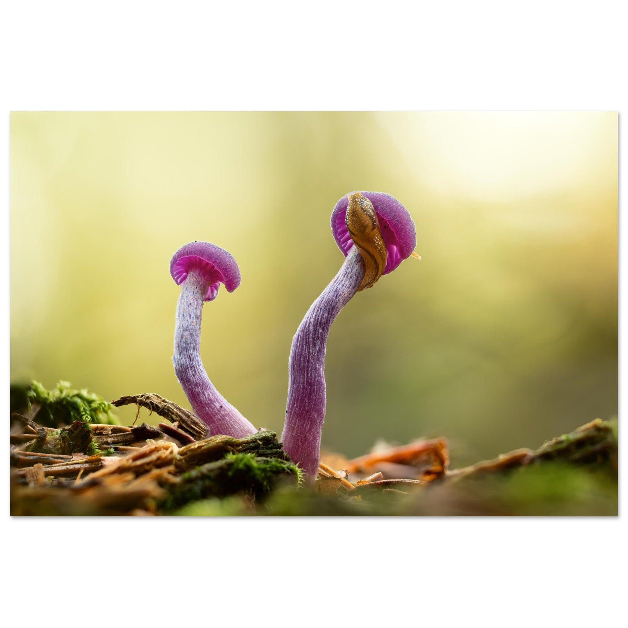 Amethystfarbene Pilze und ein Besucher - Printree.ch Foto, Fotografie, Makro, Makrofotografie, Martin_Reichenbach, Natur, pilz, wald, Waldgebiet