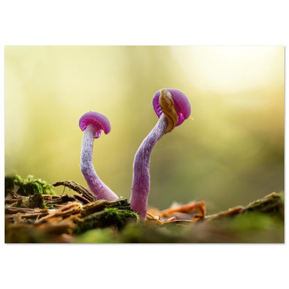 Amethystfarbene Pilze und ein Besucher - Printree.ch Foto, Fotografie, Makro, Makrofotografie, Martin_Reichenbach, Natur, pilz, wald, Waldgebiet