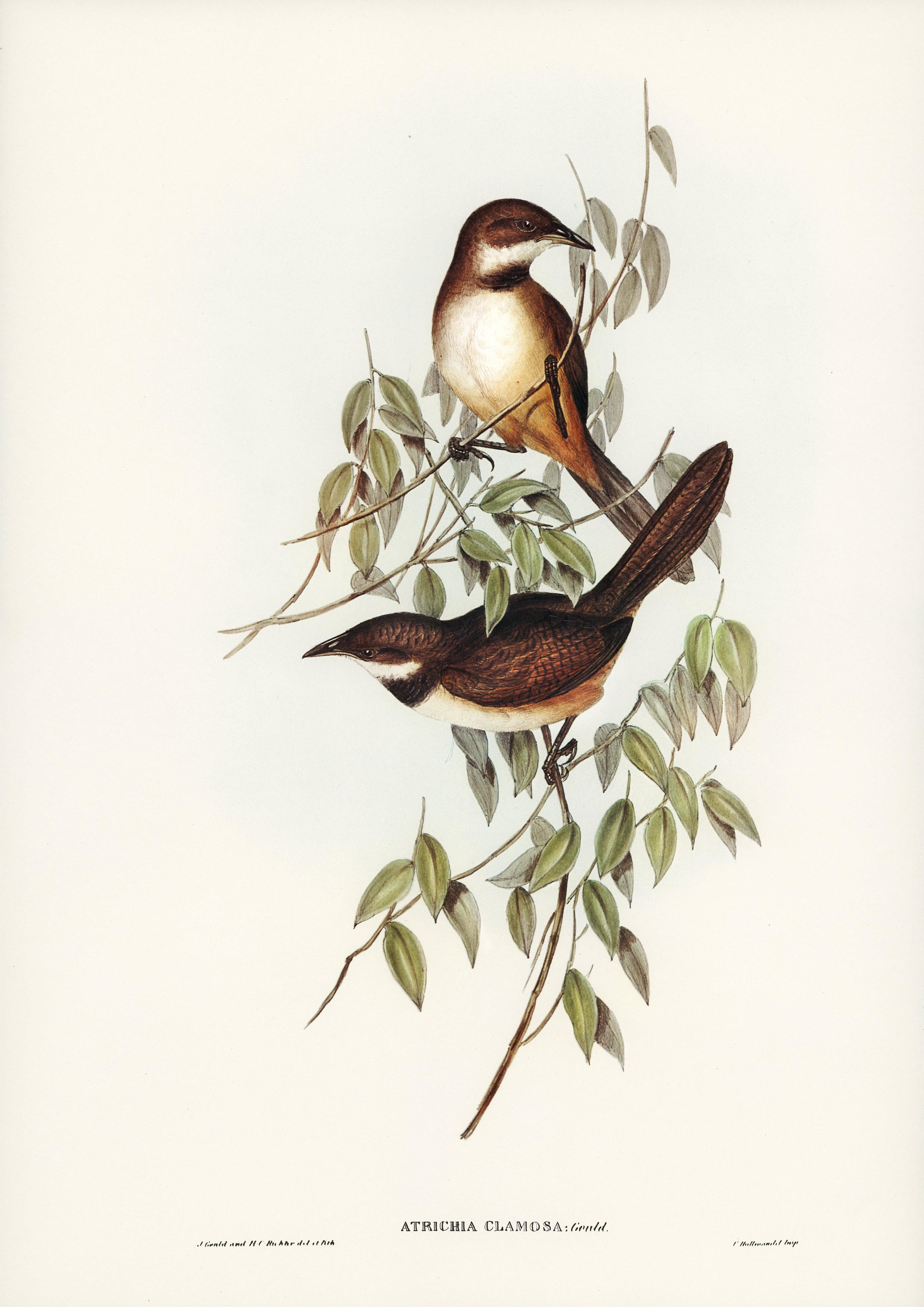 ATRICHIA CLAMOSA. (LAUTER BUSCHVOGEL) - Printree.ch farbenfroh, handgezeichnet, john gould, Ornithologie, Poster, Singvogel, vintage, Vogel