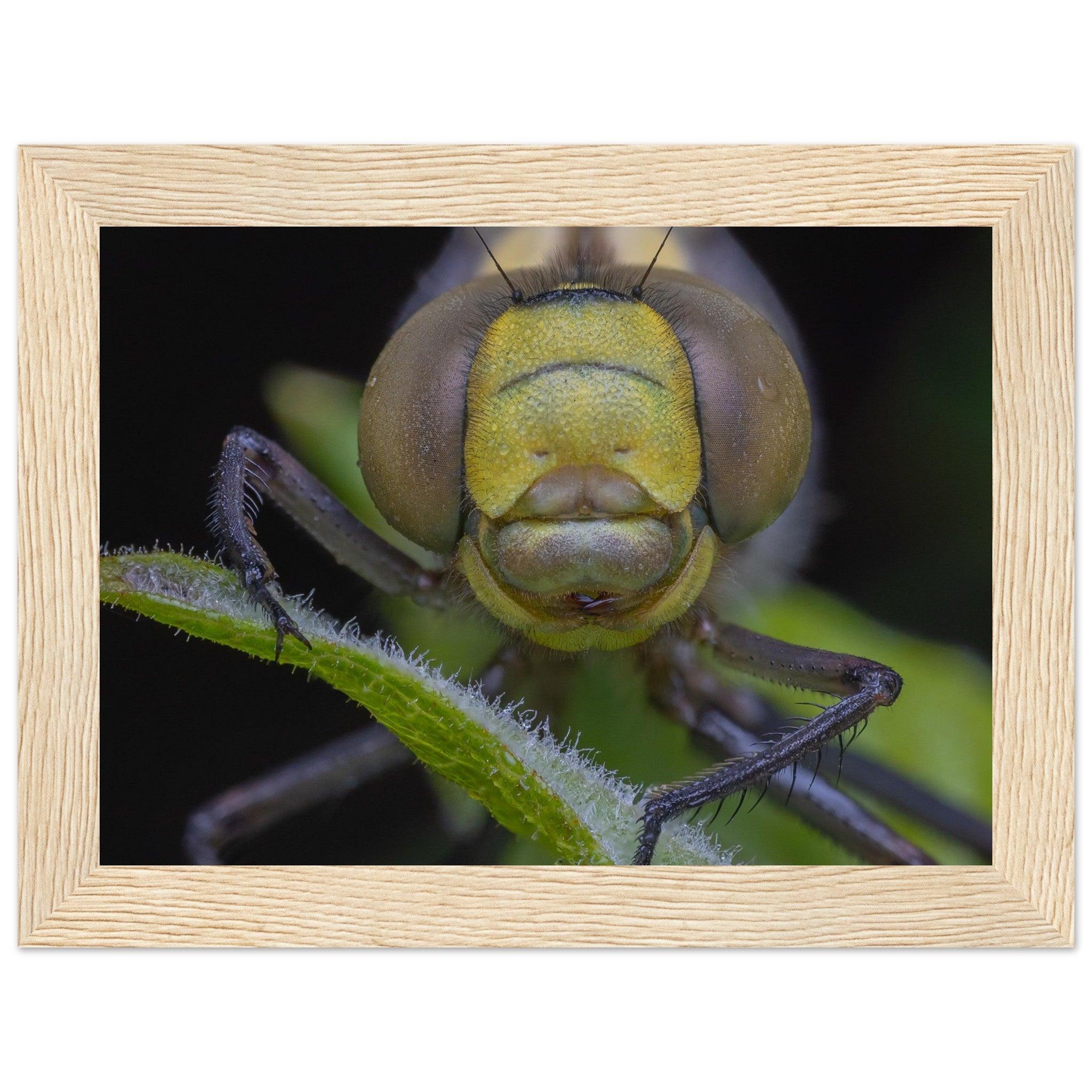 Grosse Königslibelle - Printree.ch Auge, Blume, erstaunliche natur, Farbe, farbig, Fauna, Fliege, Frühling, grün, im Freien, Insekt, Käfer, Macro, Makro, Nahaufnahme, Natur, Naturschönheit, natürlich, Pflanze, schön, Sommer, Tierwelt, Tilmann Schnyder, Umwelt, wild, Wildtiere