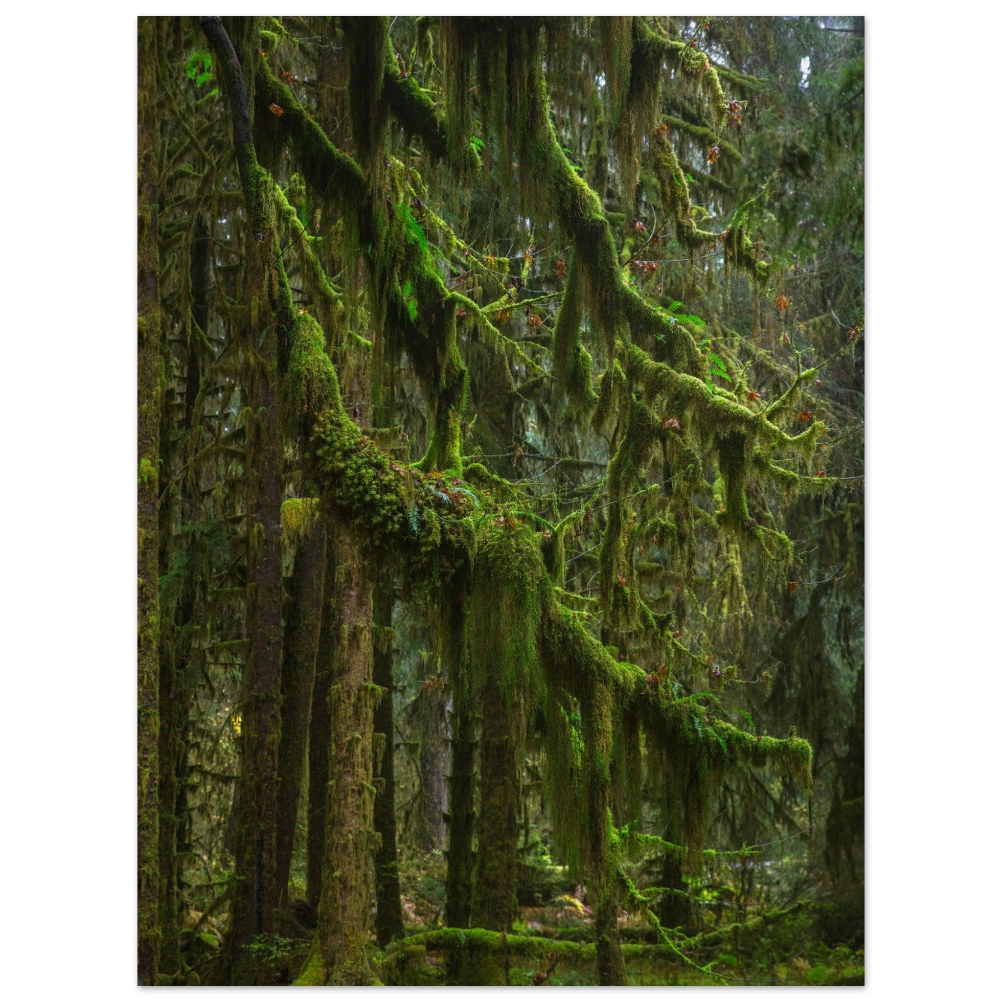 Baum Hall of Mosses - Printree.ch Natur, Unsplash