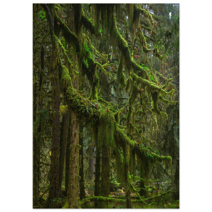 Baum Hall of Mosses - Printree.ch Natur, Unsplash