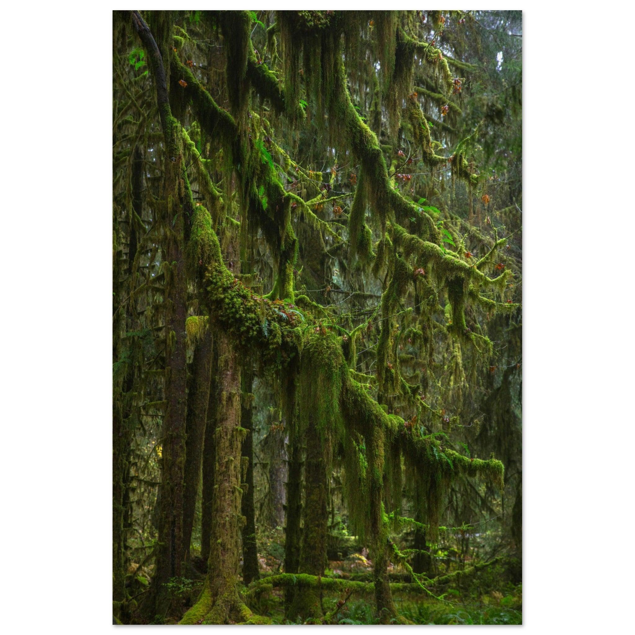 Baum Hall of Mosses - Printree.ch Natur, Unsplash