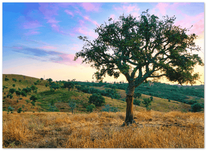 Baum Portugal - Printree.ch alt, Baum, Berge, Bäume, einfachschweizer, Erbe, europa, exklusiv, Foto, Fotografie, Herbst, Hintergrund, Horizontal, im Freien, Insel, Insel Madeira, Landschaft, landschaftlich, laurisilva, Lorbeer, Lorbeerwald, Madeira, Natur, natürlich, Portugal, Poster, Reisen, schön, Umwelt, Wald, Waldgebiet, Wandern, Wälder