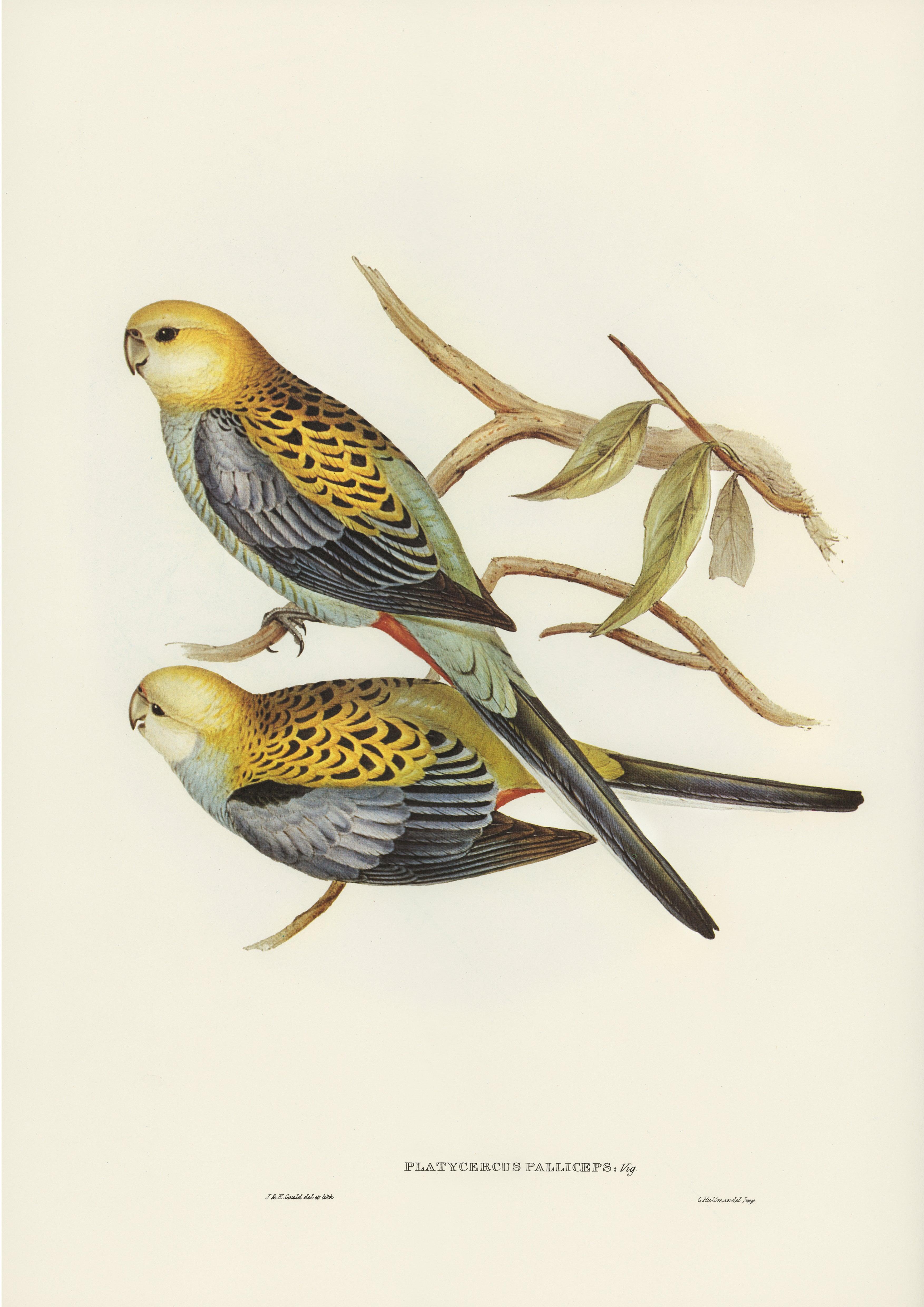 Blasskopfsittich (Platycercus adscitus) - Printree.ch farbenfroh, handgezeichnet, john gould, Ornithologie, Poster, Singvogel, vintage, Vogel