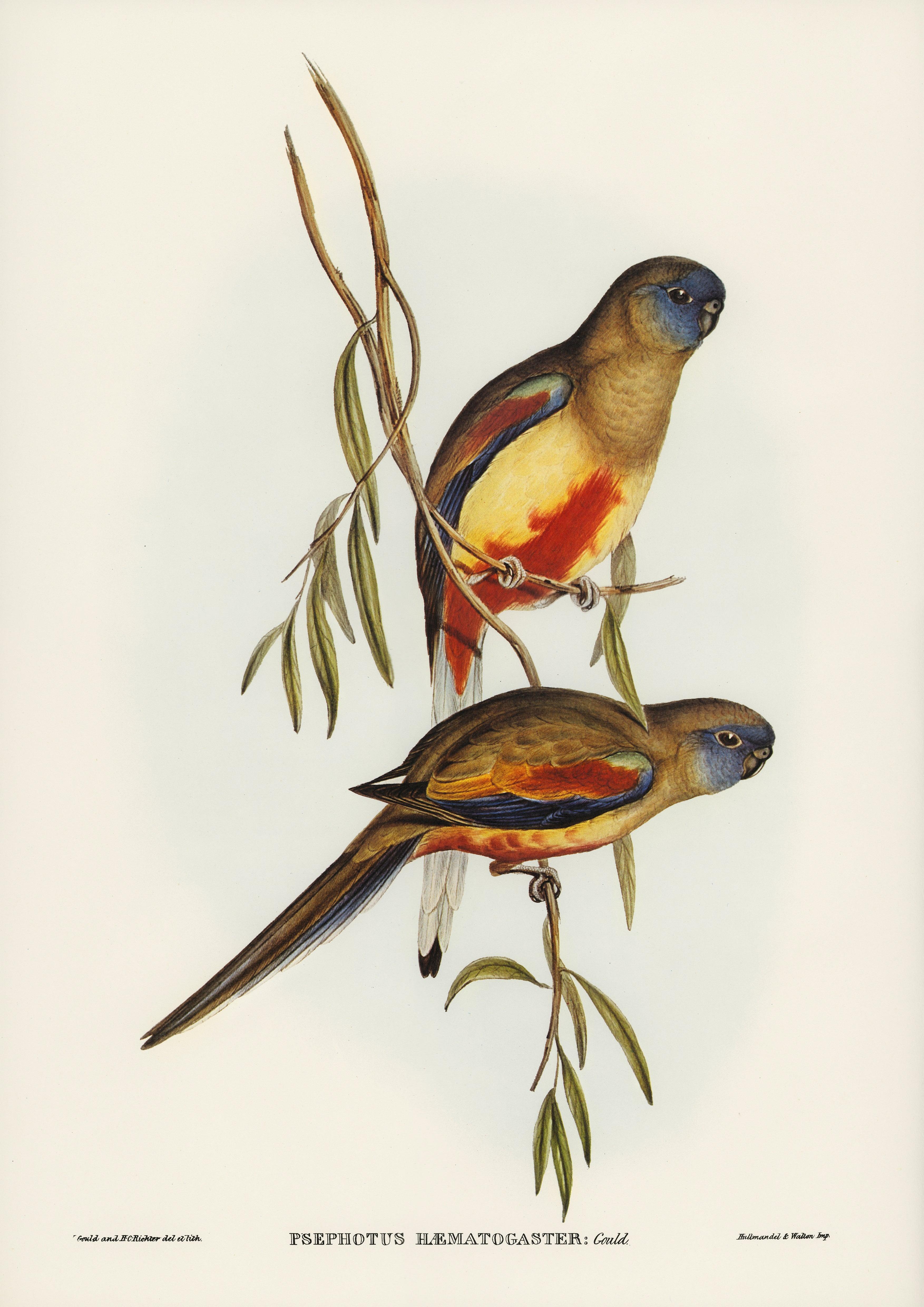 Blutbauchsittich - Printree.ch farbenfroh, handgezeichnet, john gould, Ornithologie, Poster, Singvogel, vintage, Vogel