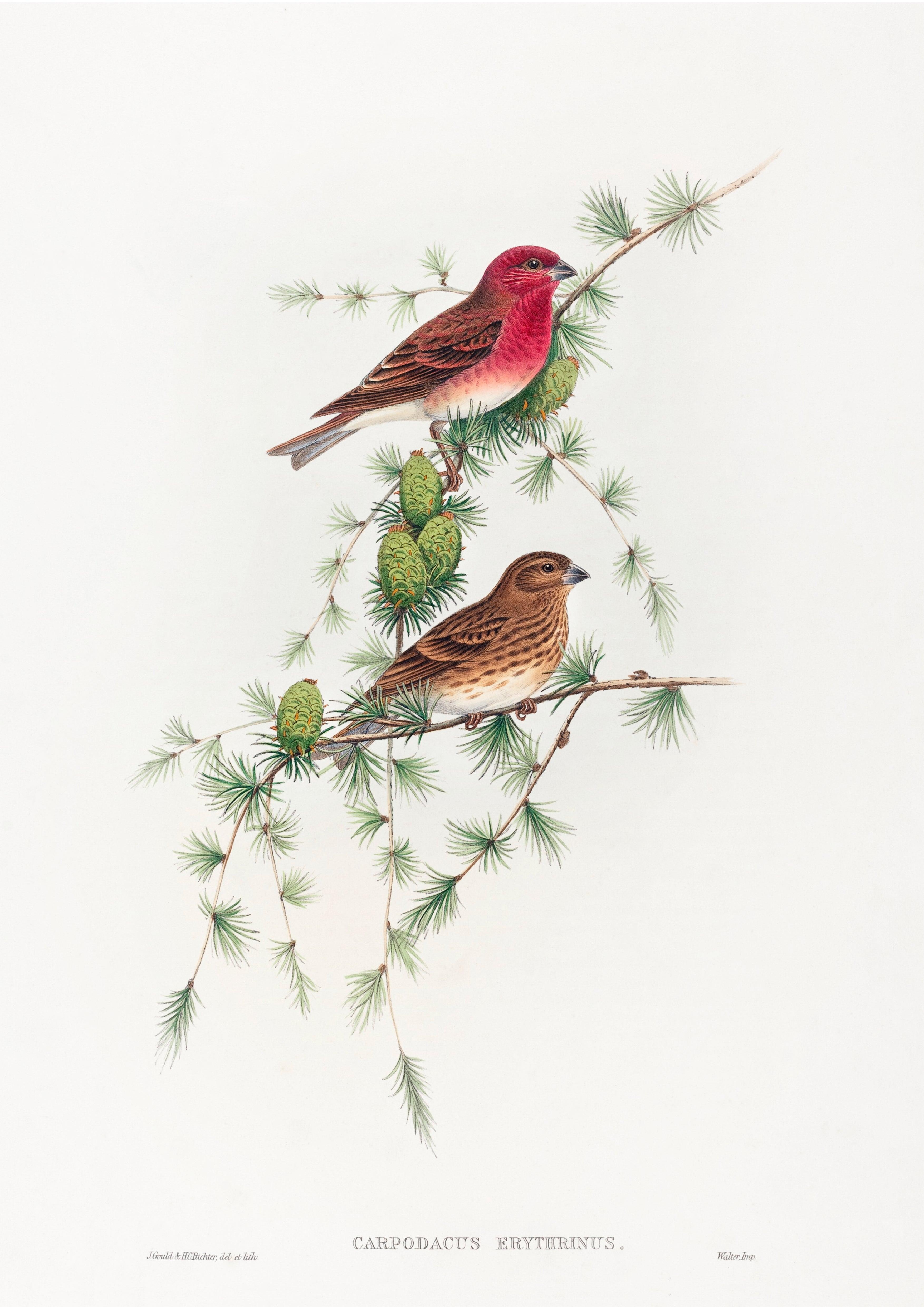 Carpodacus erythrinus (Gemeiner Rosenfink) - Printree.ch farbenfroh, handgezeichnet, john gould, Ornithologie, Poster, Singvogel, vintage, Vogel