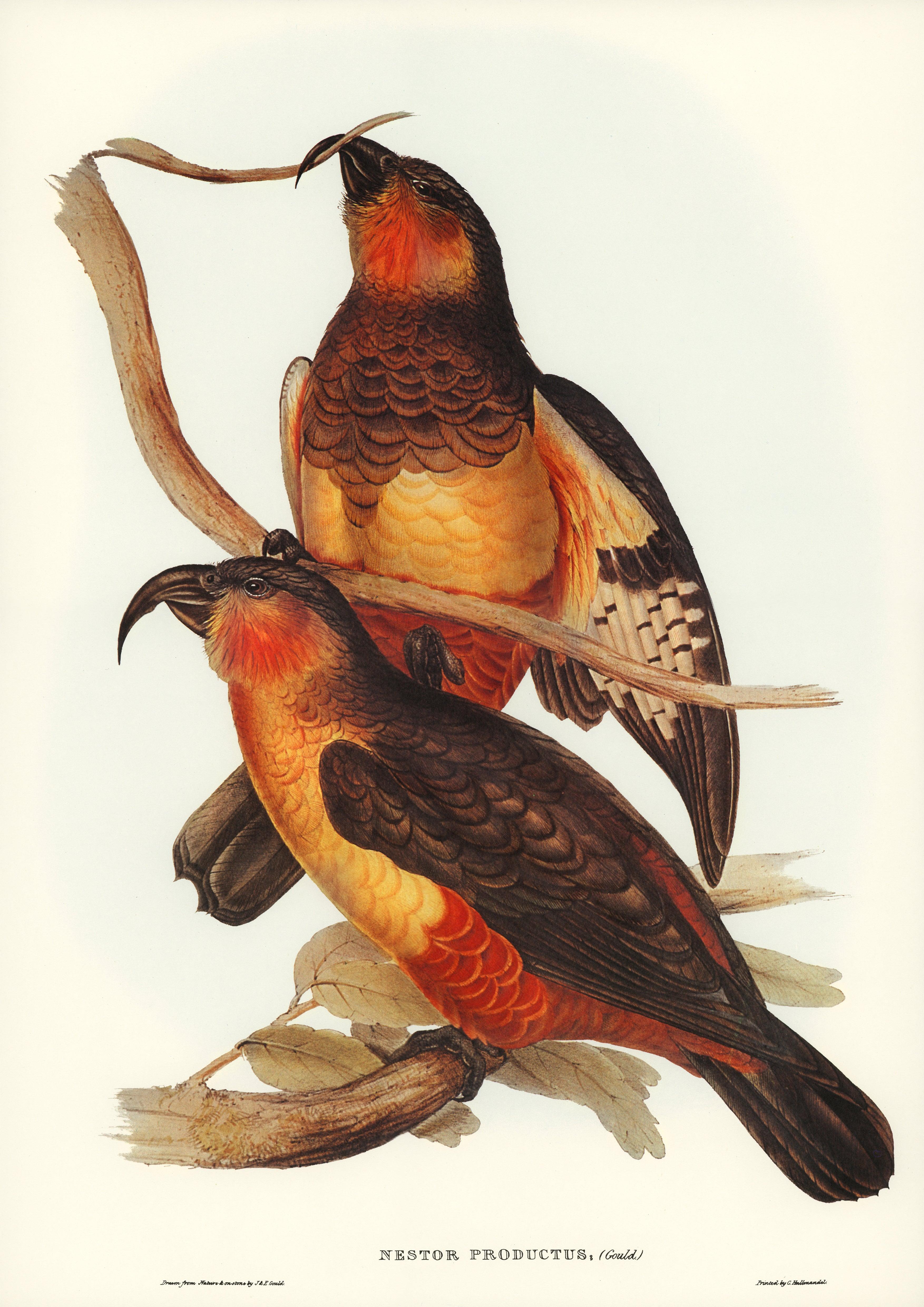 Dünnschnabelnestor oder Norfolk-Kaka (Nestor productus) - Printree.ch farbenfroh, handgezeichnet, john gould, Ornithologie, Poster, Singvogel, vintage, Vogel