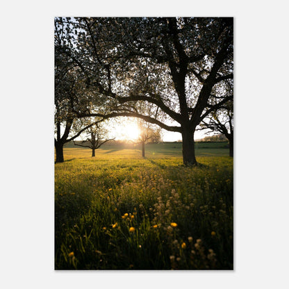 Frühlingsabend in Strohwilen - Printree.ch Natur, Unsplash