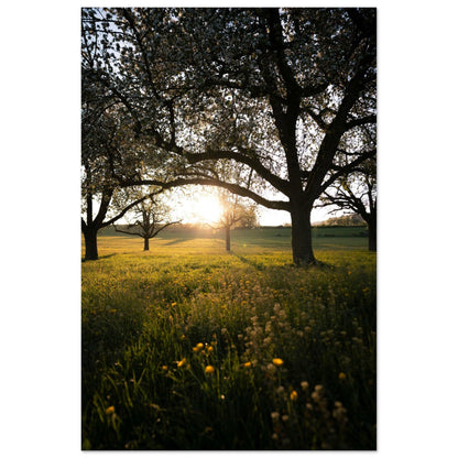 Frühlingsabend in Strohwilen - Printree.ch Natur, Unsplash