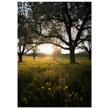 Frühlingsabend in Strohwilen - Printree.ch Natur, Unsplash