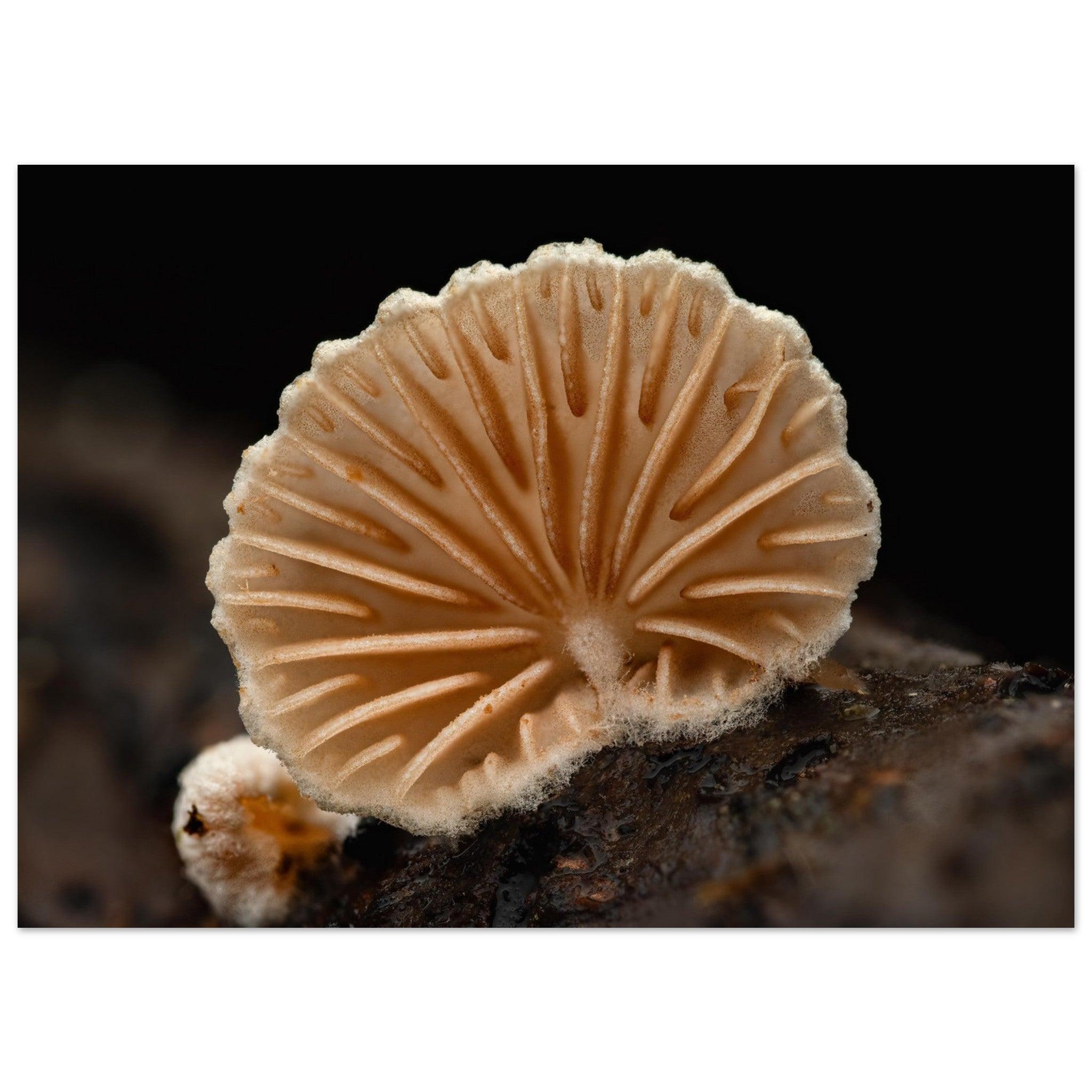 Geometrie der Natur: Pilz mit strahlenförmigen Lamellen - Printree.ch Foto, Fotografie, Makro, Makrofotografie, Martin_Reichenbach, Natur, pilz, wald, Waldgebiet