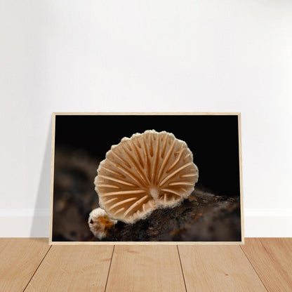 Geometrie der Natur: Pilz mit strahlenförmigen Lamellen - Printree.ch Foto, Fotografie, Makro, Makrofotografie, Martin_Reichenbach, Natur, pilz, wald, Waldgebiet