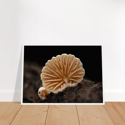 Geometrie der Natur: Pilz mit strahlenförmigen Lamellen - Printree.ch Foto, Fotografie, Makro, Makrofotografie, Martin_Reichenbach, Natur, pilz, wald, Waldgebiet