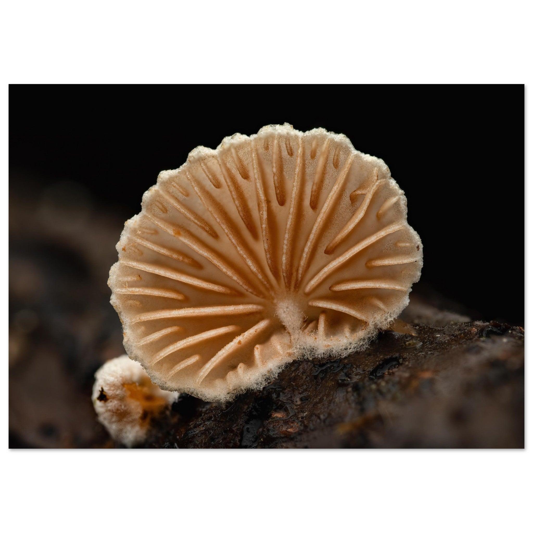 Geometrie der Natur: Pilz mit strahlenförmigen Lamellen - Printree.ch Foto, Fotografie, Makro, Makrofotografie, Martin_Reichenbach, Natur, pilz, wald, Waldgebiet