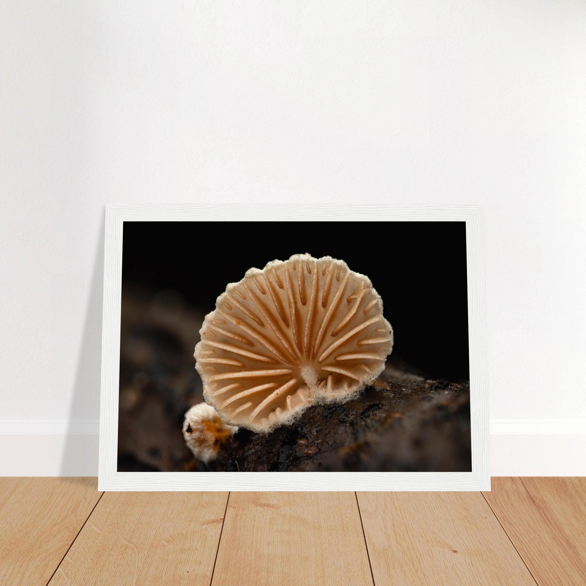 Geometrie der Natur: Pilz mit strahlenförmigen Lamellen - Printree.ch Foto, Fotografie, Makro, Makrofotografie, Martin_Reichenbach, Natur, pilz, wald, Waldgebiet