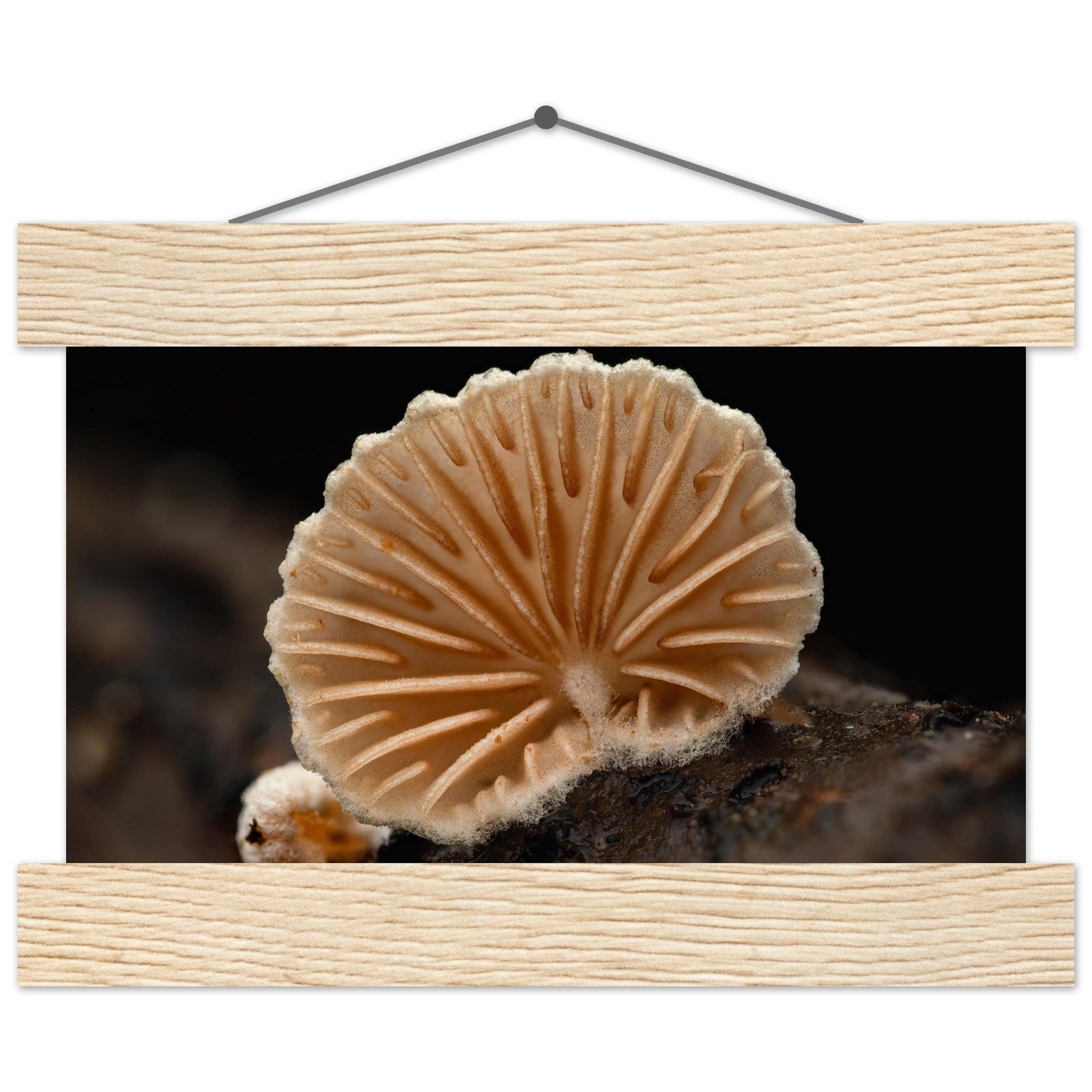 Geometrie der Natur: Pilz mit strahlenförmigen Lamellen - Printree.ch Foto, Fotografie, Makro, Makrofotografie, Martin_Reichenbach, Natur, pilz, wald, Waldgebiet