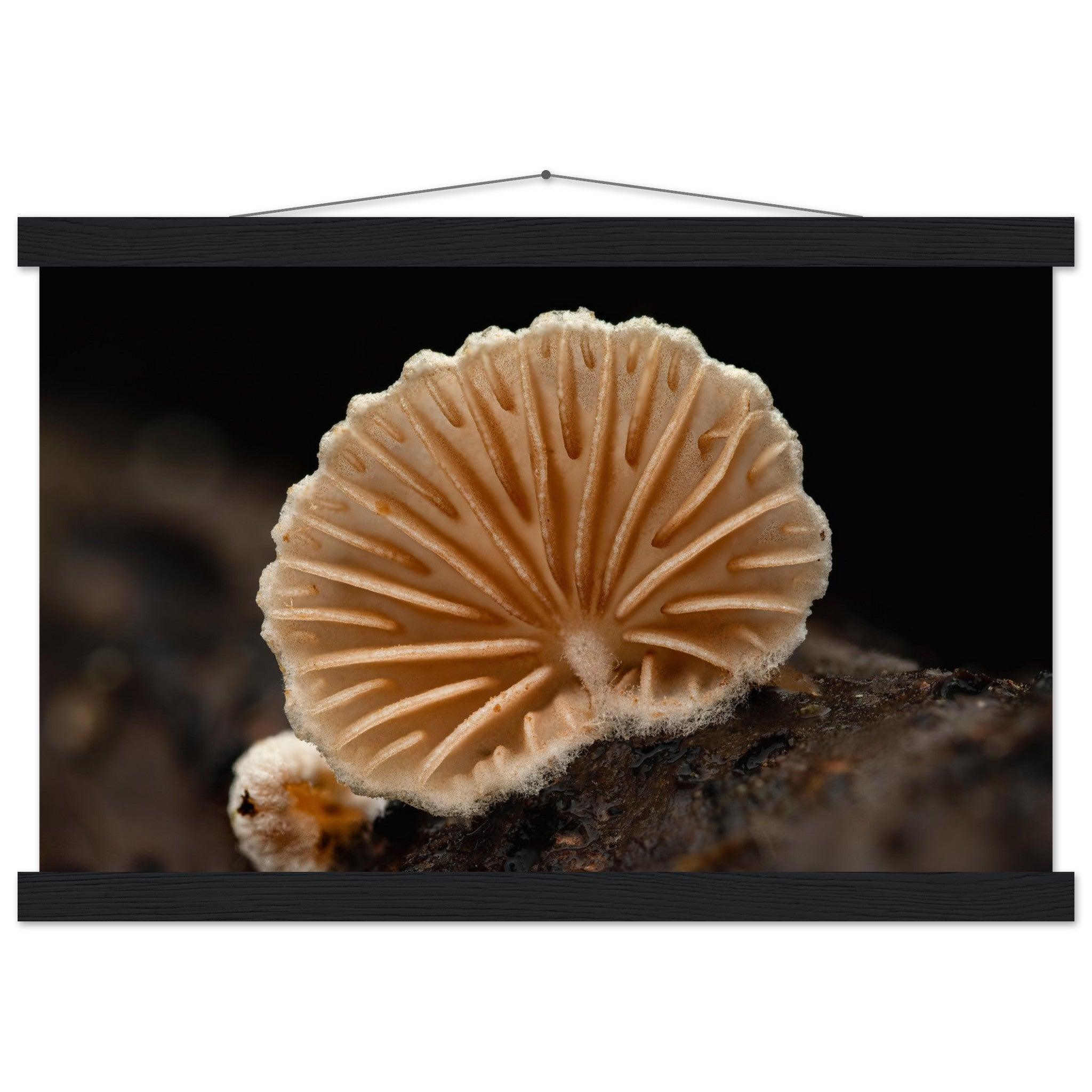 Geometrie der Natur: Pilz mit strahlenförmigen Lamellen - Printree.ch Foto, Fotografie, Makro, Makrofotografie, Martin_Reichenbach, Natur, pilz, wald, Waldgebiet