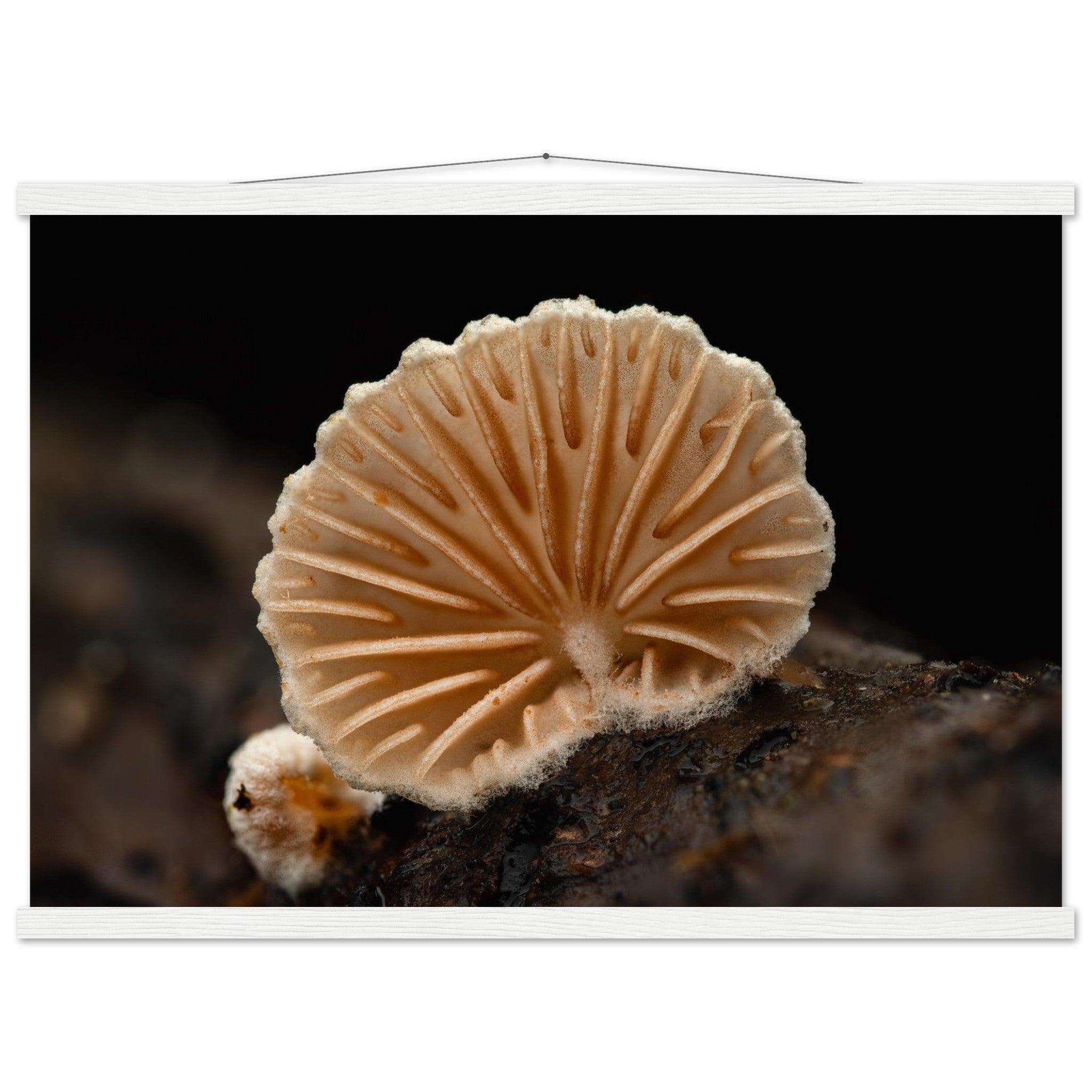 Geometrie der Natur: Pilz mit strahlenförmigen Lamellen - Printree.ch Foto, Fotografie, Makro, Makrofotografie, Martin_Reichenbach, Natur, pilz, wald, Waldgebiet