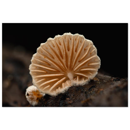 Geometrie der Natur: Pilz mit strahlenförmigen Lamellen - Printree.ch Foto, Fotografie, Makro, Makrofotografie, Martin_Reichenbach, Natur, pilz, wald, Waldgebiet