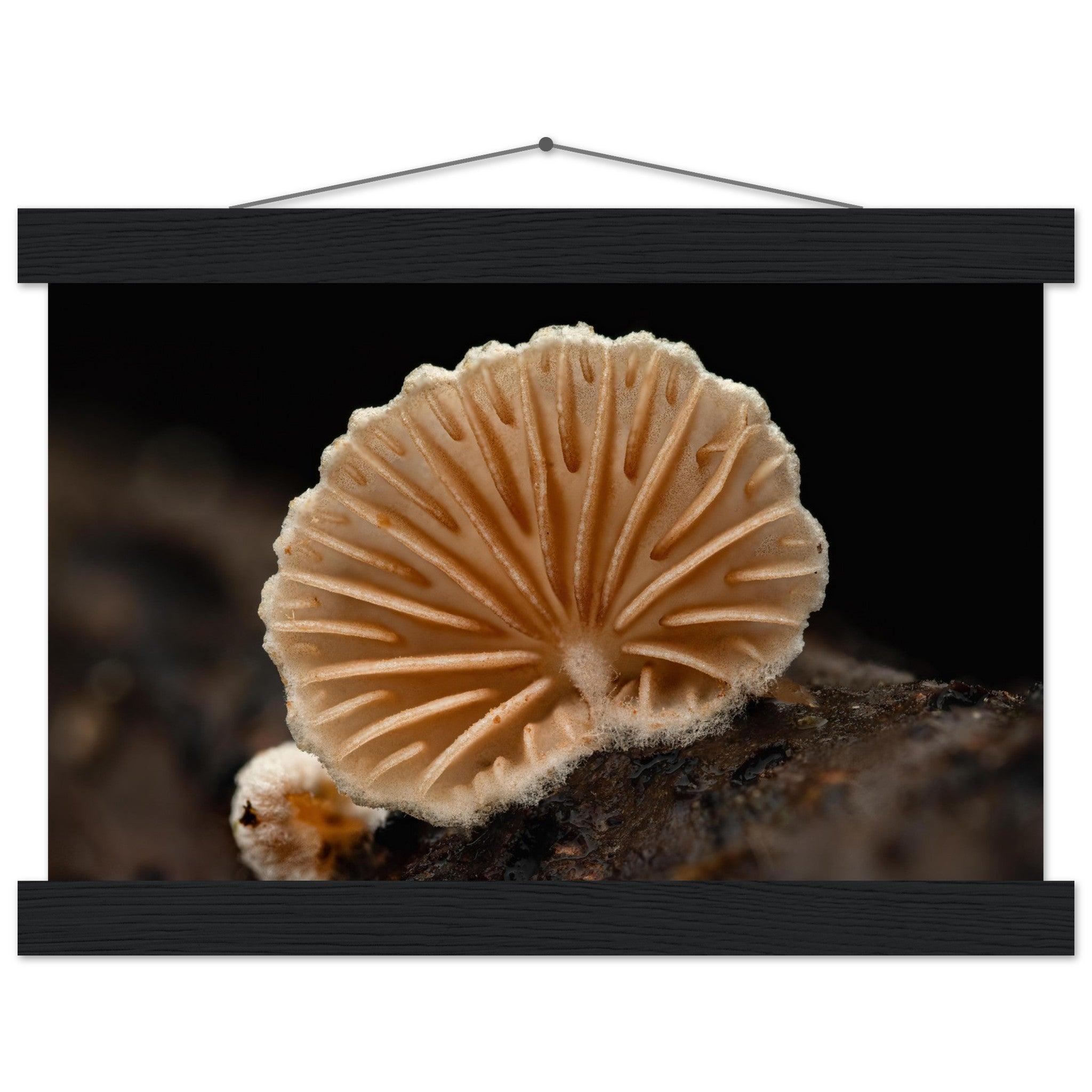 Geometrie der Natur: Pilz mit strahlenförmigen Lamellen - Printree.ch Foto, Fotografie, Makro, Makrofotografie, Martin_Reichenbach, Natur, pilz, wald, Waldgebiet