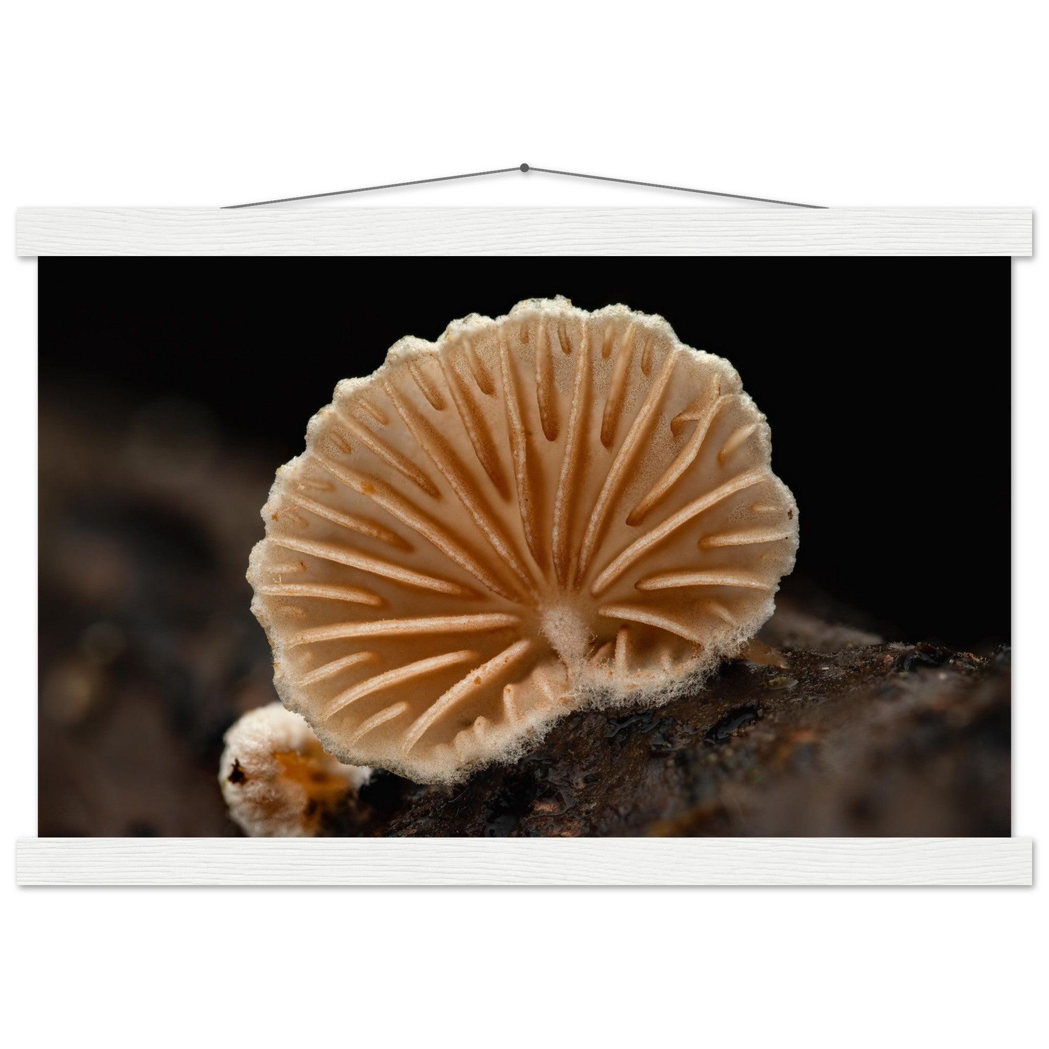 Geometrie der Natur: Pilz mit strahlenförmigen Lamellen - Printree.ch Foto, Fotografie, Makro, Makrofotografie, Martin_Reichenbach, Natur, pilz, wald, Waldgebiet