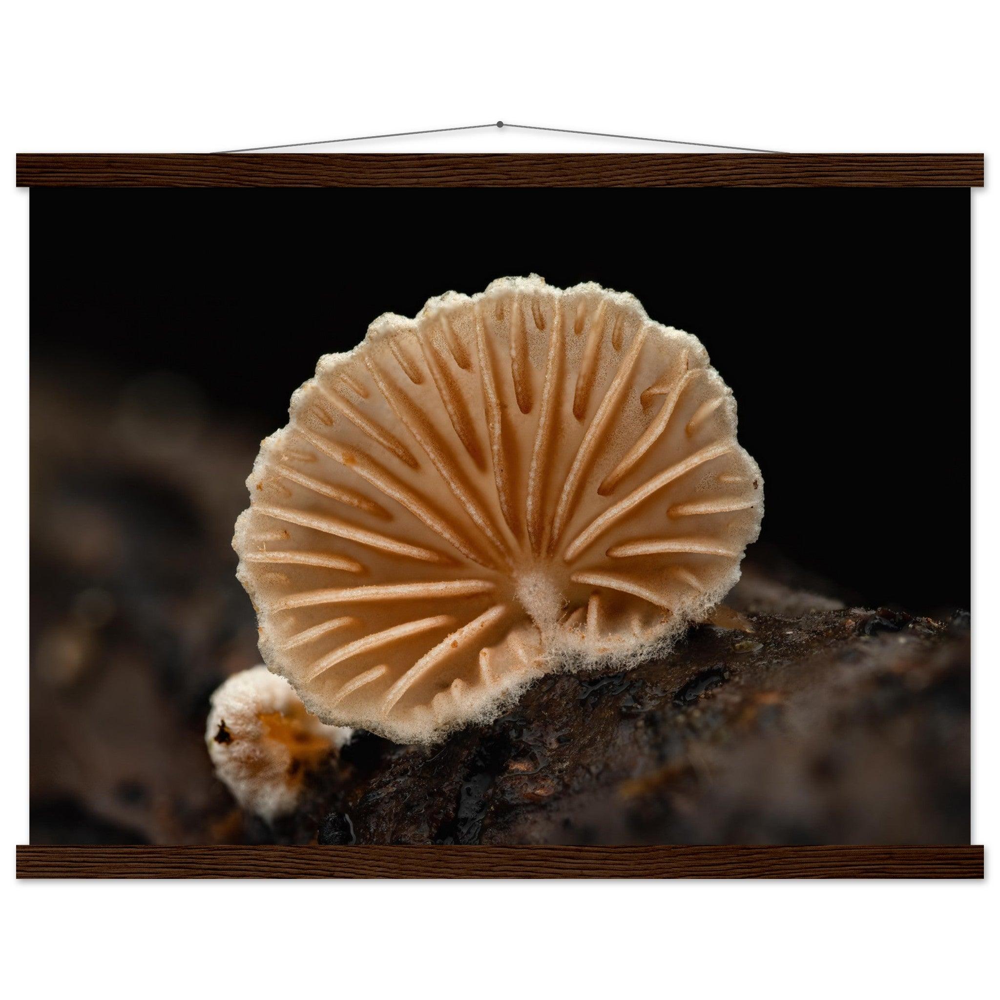 Geometrie der Natur: Pilz mit strahlenförmigen Lamellen - Printree.ch Foto, Fotografie, Makro, Makrofotografie, Martin_Reichenbach, Natur, pilz, wald, Waldgebiet