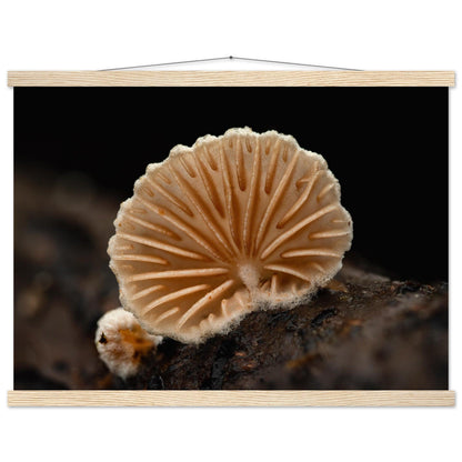 Geometrie der Natur: Pilz mit strahlenförmigen Lamellen - Printree.ch Foto, Fotografie, Makro, Makrofotografie, Martin_Reichenbach, Natur, pilz, wald, Waldgebiet