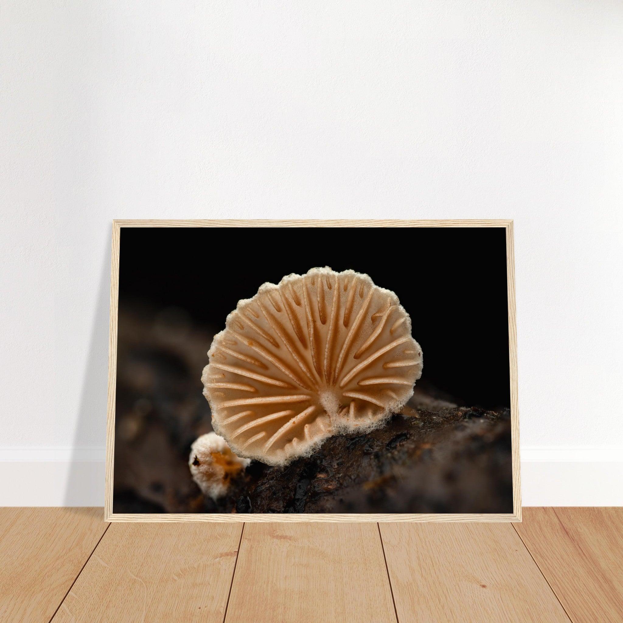 Geometrie der Natur: Pilz mit strahlenförmigen Lamellen - Printree.ch Foto, Fotografie, Makro, Makrofotografie, Martin_Reichenbach, Natur, pilz, wald, Waldgebiet