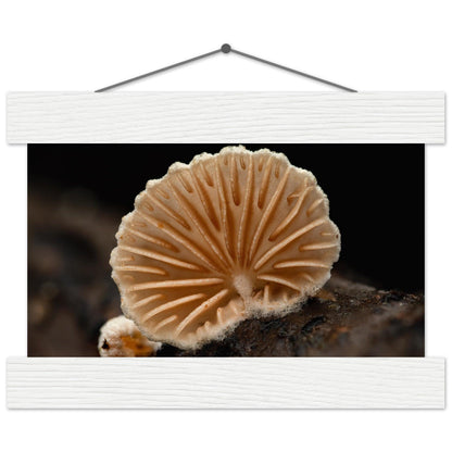 Geometrie der Natur: Pilz mit strahlenförmigen Lamellen - Printree.ch Foto, Fotografie, Makro, Makrofotografie, Martin_Reichenbach, Natur, pilz, wald, Waldgebiet