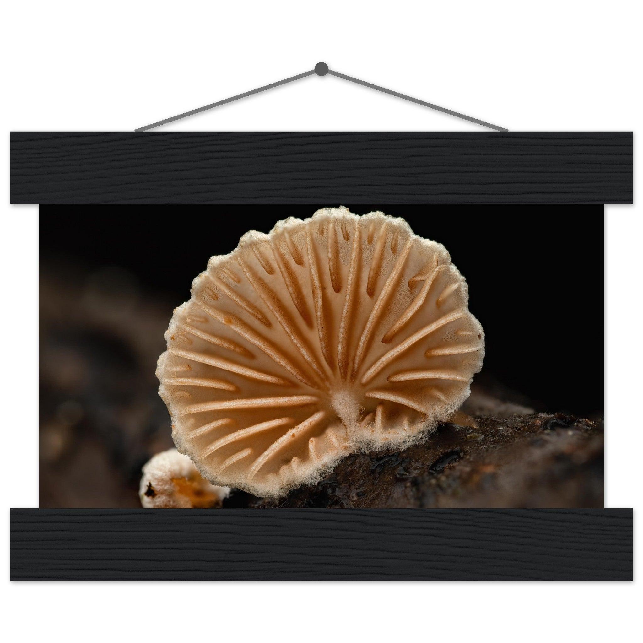 Geometrie der Natur: Pilz mit strahlenförmigen Lamellen - Printree.ch Foto, Fotografie, Makro, Makrofotografie, Martin_Reichenbach, Natur, pilz, wald, Waldgebiet