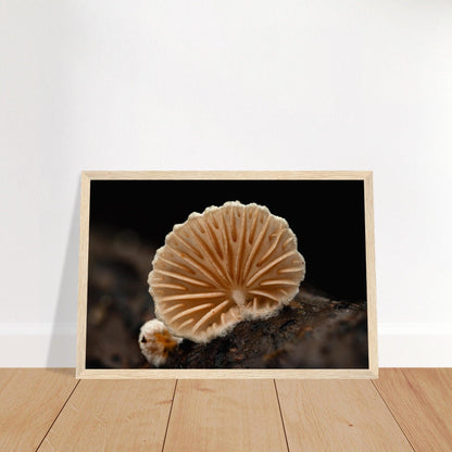 Geometrie der Natur: Pilz mit strahlenförmigen Lamellen - Printree.ch Foto, Fotografie, Makro, Makrofotografie, Martin_Reichenbach, Natur, pilz, wald, Waldgebiet