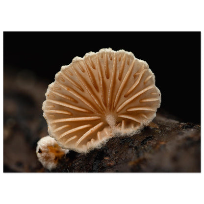 Geometrie der Natur: Pilz mit strahlenförmigen Lamellen - Printree.ch Foto, Fotografie, Makro, Makrofotografie, Martin_Reichenbach, Natur, pilz, wald, Waldgebiet