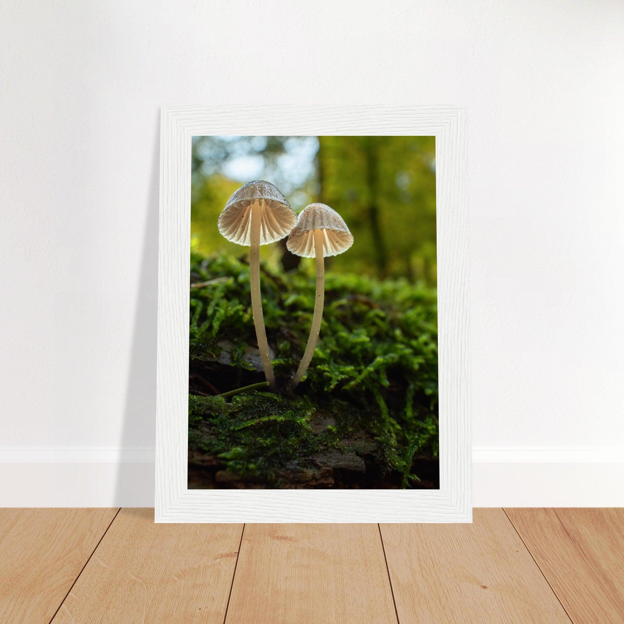 Geschwister: Pilze auf Waldboden - Printree.ch Foto, Fotografie, Makro, Makrofotografie, Martin_Reichenbach, Natur, pilz, wald, Waldgebiet