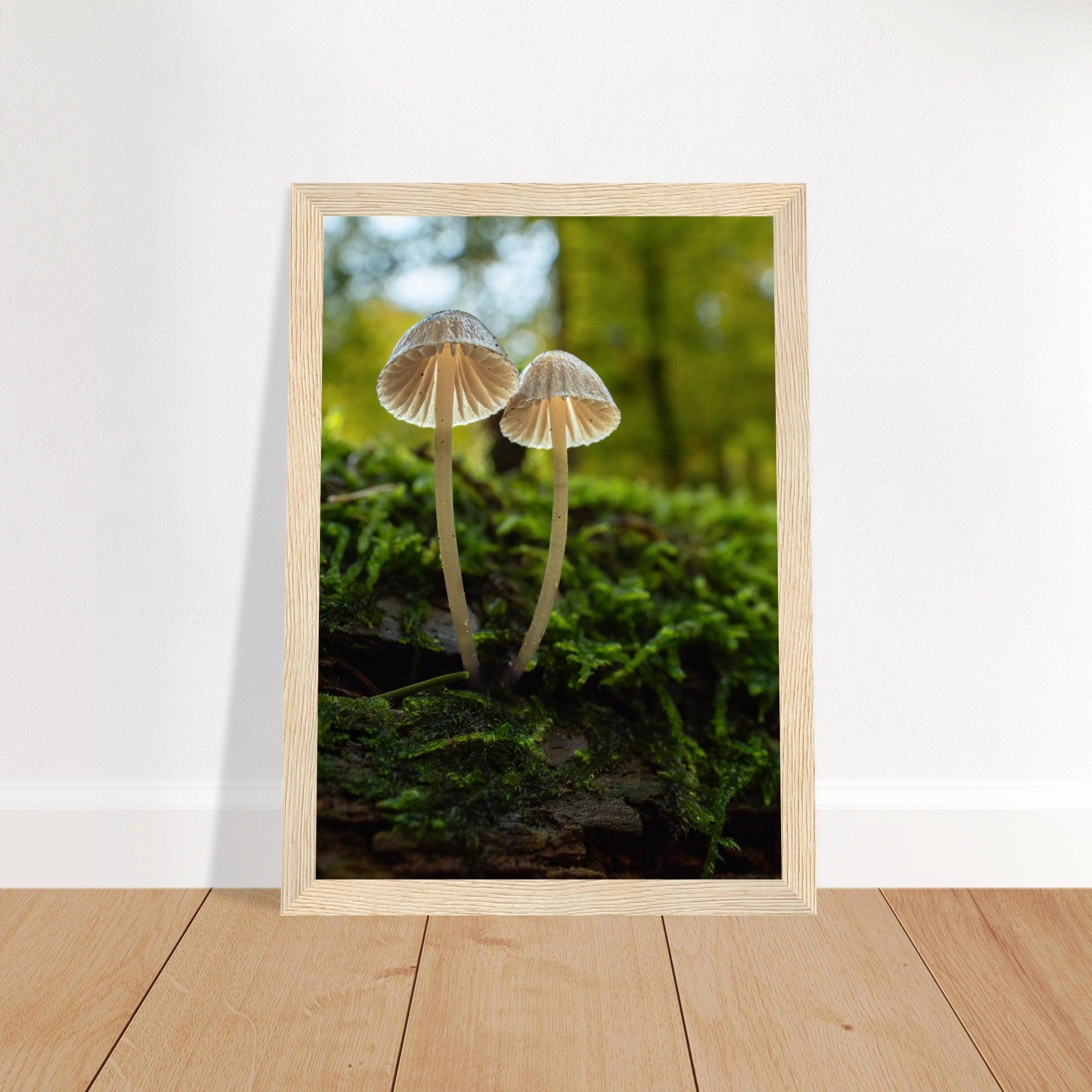 Geschwister: Pilze auf Waldboden - Printree.ch Foto, Fotografie, Makro, Makrofotografie, Martin_Reichenbach, Natur, pilz, wald, Waldgebiet