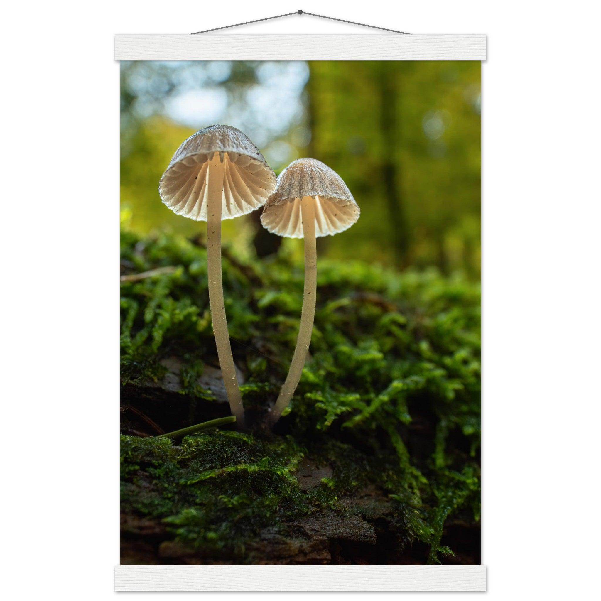 Geschwister: Pilze auf Waldboden - Printree.ch Foto, Fotografie, Makro, Makrofotografie, Martin_Reichenbach, Natur, pilz, wald, Waldgebiet