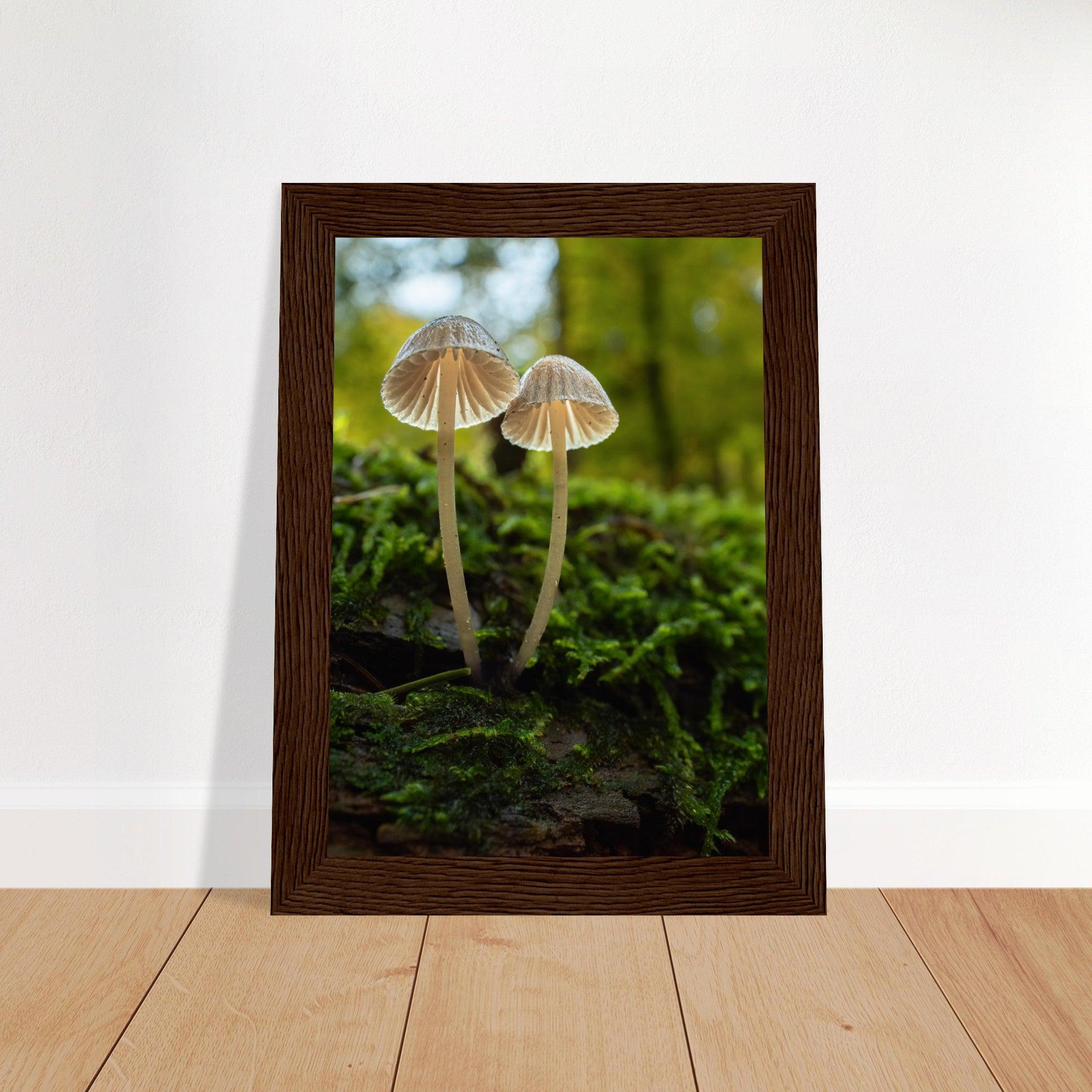 Geschwister: Pilze auf Waldboden - Printree.ch Foto, Fotografie, Makro, Makrofotografie, Martin_Reichenbach, Natur, pilz, wald, Waldgebiet