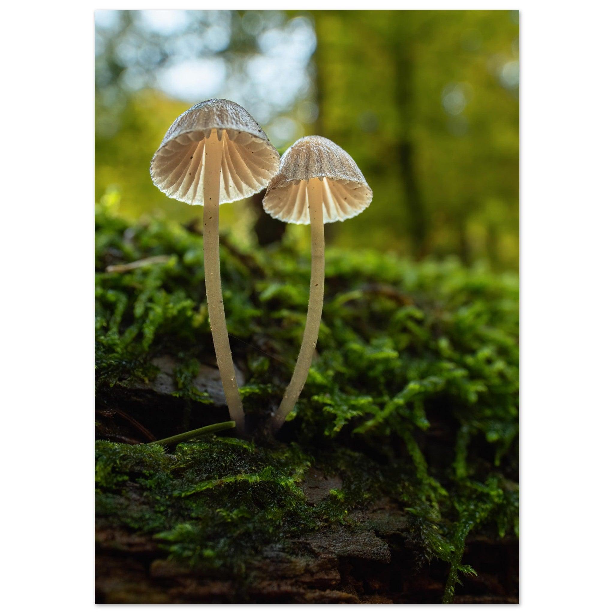 Geschwister: Pilze auf Waldboden - Printree.ch Foto, Fotografie, Makro, Makrofotografie, Martin_Reichenbach, Natur, pilz, wald, Waldgebiet