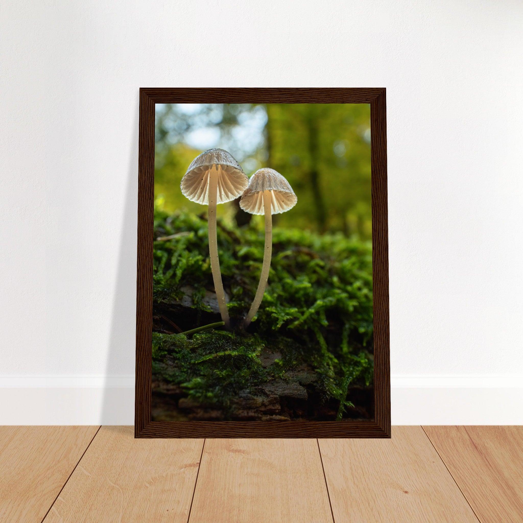 Geschwister: Pilze auf Waldboden - Printree.ch Foto, Fotografie, Makro, Makrofotografie, Martin_Reichenbach, Natur, pilz, wald, Waldgebiet