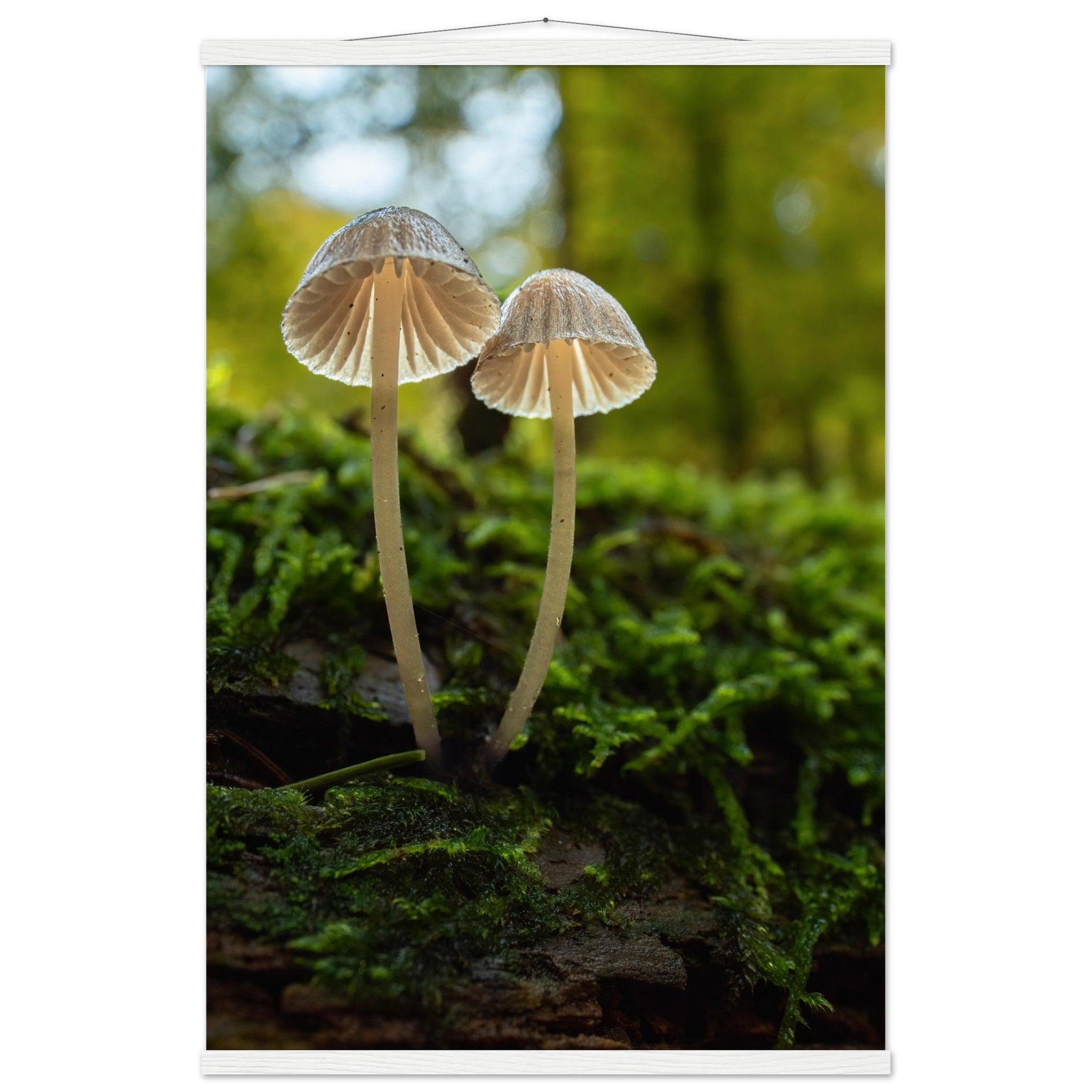 Geschwister: Pilze auf Waldboden - Printree.ch Foto, Fotografie, Makro, Makrofotografie, Martin_Reichenbach, Natur, pilz, wald, Waldgebiet