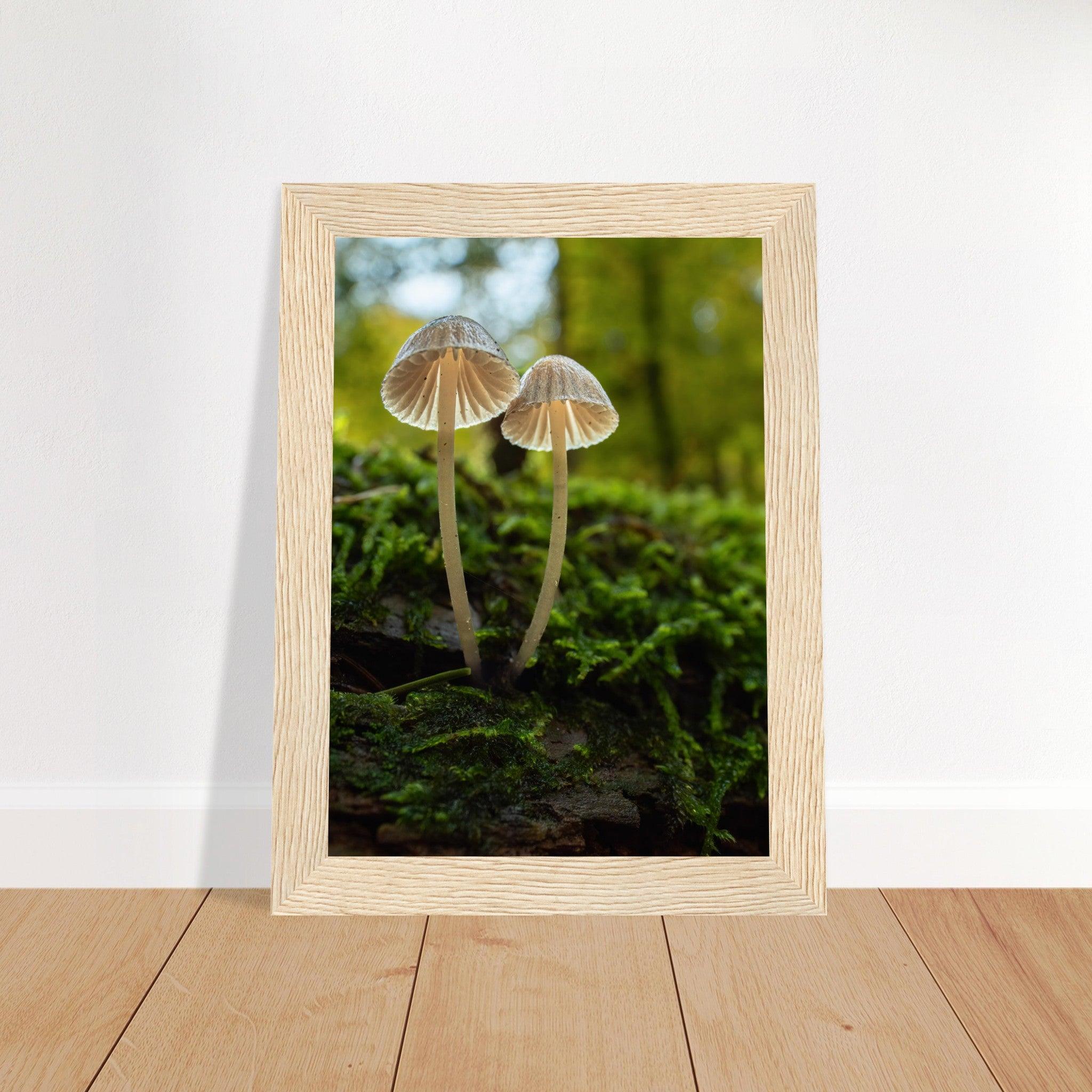 Geschwister: Pilze auf Waldboden - Printree.ch Foto, Fotografie, Makro, Makrofotografie, Martin_Reichenbach, Natur, pilz, wald, Waldgebiet