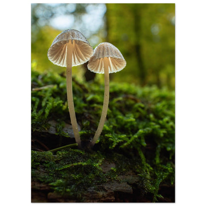 Geschwister: Pilze auf Waldboden - Printree.ch Foto, Fotografie, Makro, Makrofotografie, Martin_Reichenbach, Natur, pilz, wald, Waldgebiet