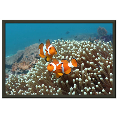 Getanzte Harmonie: Anemonenfische in Raja Ampat - Printree.ch Fisch, Foto, Fotografie, meer, Meereslandschaft, ozean, SABRINA SIGNER, Unterwasserwelt