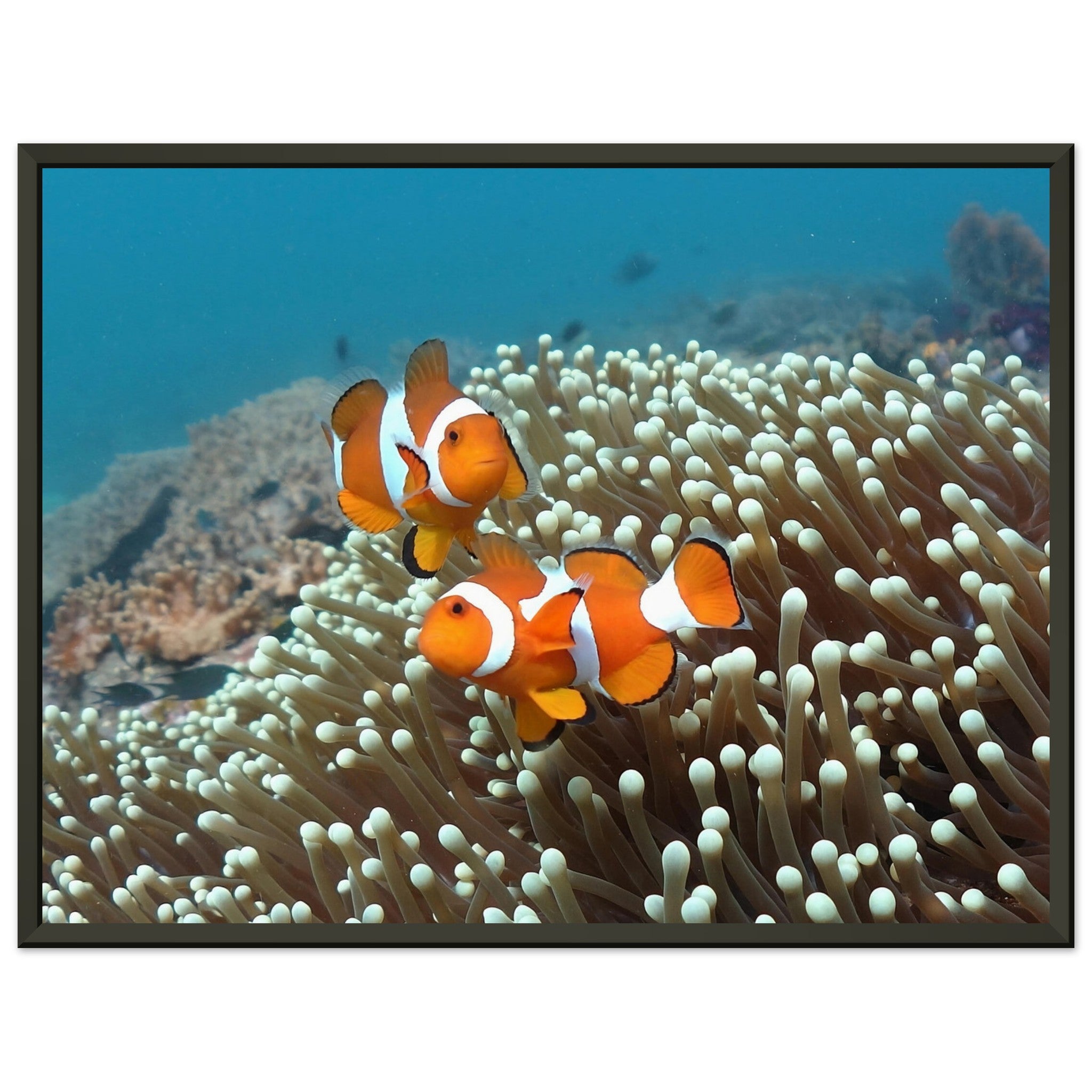 Getanzte Harmonie: Anemonenfische in Raja Ampat - Printree.ch Fisch, Foto, Fotografie, meer, Meereslandschaft, ozean, SABRINA SIGNER, Unterwasserwelt